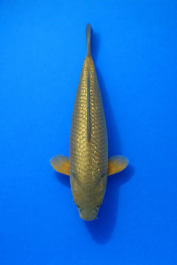 CAR-202512-77-G-CAGOI-44CM-FEMALE-OGATAFARM