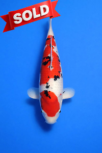 CAR-202512-78-SANKE-47CM-FEMALE-OGATAFARM