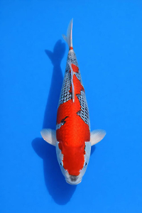 CAR-202512-79-GHOSIKI-44CM-MALE-OGATAFARM