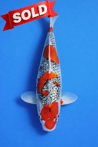 CAR-202512-80-G-GOSHIKI-41CM-FEMALE-OGATAFARM