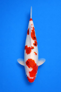 CAR-202601-100-KOROMO-44CM-MALE-OGATAFARM