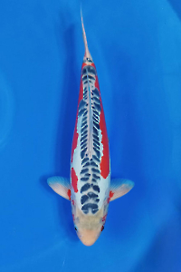 CAR-202601-101-SHUSUI-40CM-MALE-YAMAJUFARM