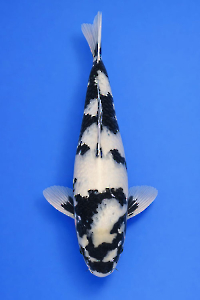 CAR-202601-102-SHIRO-39CM-MALE-OKAWAFARM