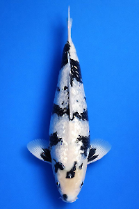 CAR-202601-104-GINRINSHIRO-49CM-MALE-OKAWA