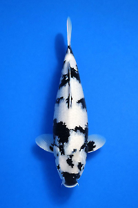 CAR-202601-105-SHIRO-47CM-F-OKAWA