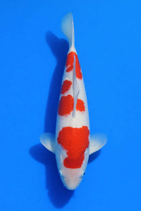 CAR-202601-106-KOHAKU-55CM-F-MOMOTAROFARM