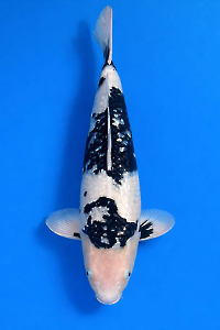 CAR-202601-107-GINRINSHIRO-57CM-F-OKAWA