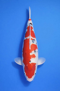 CAR-202601-108-SANKE-60CM-F-OGATAFARM