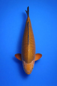 CAR-202601-109-CAGOI-65CM-F-OKAWAFARM