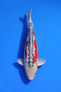 CAR-202601-112-SHUSUI--47CM-FEMALE-YAMAJUFARM