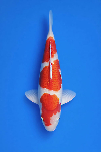 CAR-202601-113-GINRINKOHAKU--50CM-FEMALE-OGATAFARM