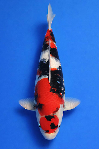 CAR-202601-114-SHOWA--53CM-FEMALE-OGATAFARM