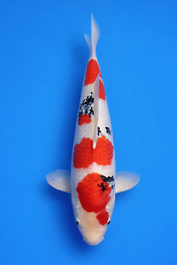 CAR-202601-115-SANKE--50CM-MALE-OGATAFARM