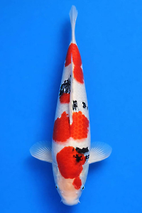 CAR-202601-81-SANKE-41CM-MALE-OGATAFARM