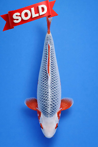 CAR-202601-82-ASAGI-50CM-FEMALE-OGATAFARM