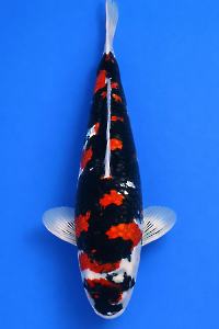 CAR-202601-83-G-SHOWA-51CM-FEMALE-OGATAFARM