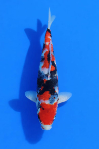 CAR-202601-84-SHOWA-38CM-OGATAFARM