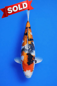 CAR-202601-85-G-SHOWA-40CM-FEMALE-OGATAFARM