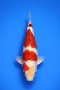 CAR-202601-86-KOROMO-39CM-FEMALE-OGATAFARM