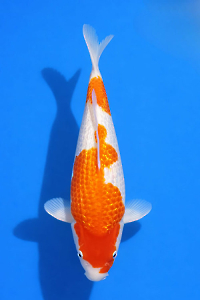 CAR-202601-87-G-KOHAKU-39CM-FEMALE-OGATAFARM