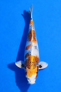 CAR-202601-88-KINSHOWA-40CM-FEMALE-OKAWAFARM