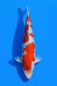 CAR-202601-90-G-GHOSIKI-38CM-MALE-OGATAFARM