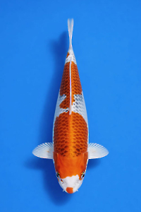 CAR-202601-91-KUJAKU-38CM-FEMALE-OGATAFARM