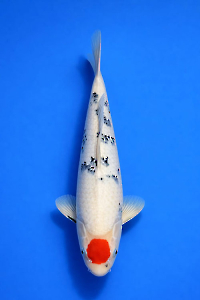 CAR-202601-92-TCSANKE-41CM-MALE-OGATAFARM