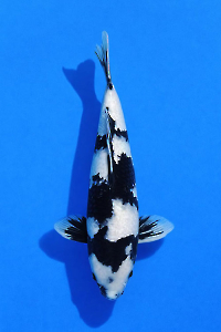 CAR-202601-93-SHIRO-42CM-MALE-OGATAFARM