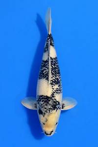 CAR-202601-94-G-SHIRO-49CM-FEMALE-OGATAFARM