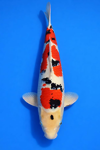 CAR-202601-95-SANKE-48CM-MALE-OGATAFARM