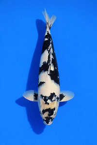 CAR-202601-96-SHIRO-59CM-MALE-OGATAFARM