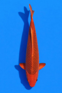 CAR-202601-97-AKAMATSUBA-58CM-MALE-OGATAFARM