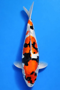 CAR-202601-99-DOITSHOWA-38CM-FEMALE-OGATAFARM