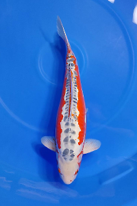 CAR-202602-116-SHUSUI-68CM-FEMALE-OGATAFARM