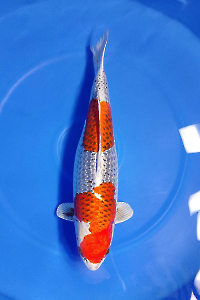 CAR-202602-117-KUJAKU-73CM-FEMALE--OGATAFARM