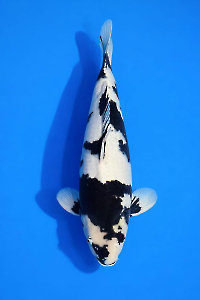 CAR-202602-118-SHIRO-57CM-MALE--OGATAFARM