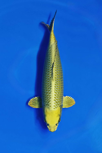 CAR-202602-119-MUKASI-53CM-FEMALE--OGATAFARM