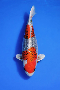 CAR-202602-142-KUJAKU-73CM-FEMALE--OGATAFARM