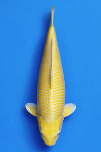 CAR-202602-143-OGON-83CM-FEMALE--OGATAFARM