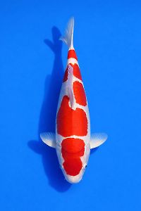 CAR-202602-144-DOITSU-KOHAKU-44CM-FEMALE--LOCAL