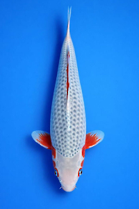 CAR-202602-145-ASAGI-42CM-FEMALE--OGATAFARM