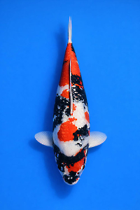 CAR-202603-146-GINRINSHOWA-64CM-FEMALE--OGATAFARM