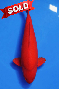 CAR-202603-147-BENIGOI-70-MALE--OGATAFARM