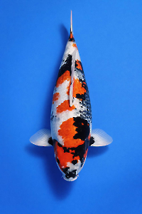 CAR-202603-148-GINRINSHOWA-61-FEMALE--OGATAFARM