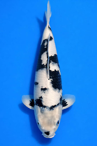 CAR-202603-149-SHIRO-50CM-MALE--OGATAFARM