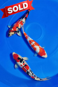 CAR-202603-150-GOSANKE-PAKET-3-EKOR-50-55CM--OGATAFARM