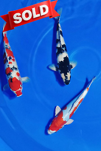 CAR-202603-151-MIX-PAKET-3-EKOR-49-52CM-OGATAFARM