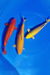 CAR-202603-152-POLOS-PAKET-3-EKOR-50-55CM-OGATAFARM