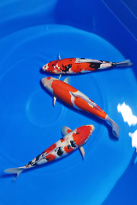 CAR-202603-153-GOSANKE-PAKET-3-EKOR-50-53CM-OGATAFARM